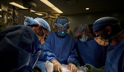 The surgical team examines the pig kidney